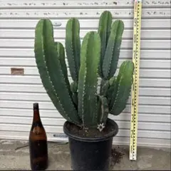 酔っ払いの木 トックリキワタ パラボラッチョ トゲトゲ 鑑賞樹木 塊根