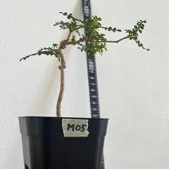 オペルクリカリア パキプス M05 実生 2年 seedstock 塊根植物のサムネイル