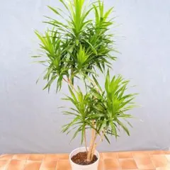 現品 ドナセナ コンシンネ ナビー 龍 曲がり 28番 ドラセナ龍 観葉植物