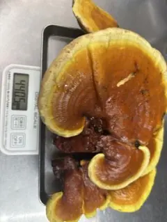 天然マンネンタケ　霊芝　巨大 天然マンネンタケ 霊芝 巨大 - メルカリ