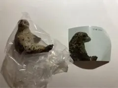 海遊館　はしもとみお　ワモンアザラシ　ガチャ　②