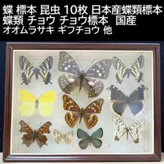 コエポンオオムラサキ♂10頭プラス春型夏型比較標本 コエポンオオムラサキ♂10頭プラス春型夏型比較標本