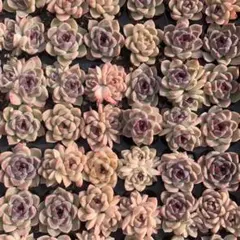 Top【選抜株】多肉植物　25449スジョン　105個 プラグトレー苗