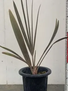 2025年最新】ビスマルキアの人気アイテム - メルカリ