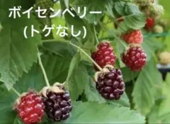 2026年最新】ボイセンベリー 苗の人気アイテム - メルカリ