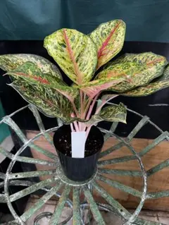特別企画 Aglaonema アグラオネマ トリカラー LD ① - メルカリ