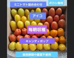 ボカシ栽培の栽培期間中農薬不使用ミニトマト詰め合わせのサムネイル