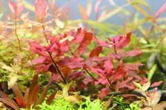 m&m様 リクエスト 2点 まとめ商品