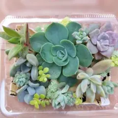 多肉植物　カット苗　詰め合わせ　寄せ植えセット　七福神入り