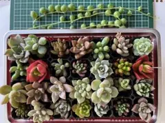 多肉植物カット苗寄せ植えセットのサムネイル