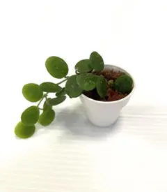 ホヤ セルペンス Hoya serpens 1株【鉢のまま発送】 ①のサムネイル