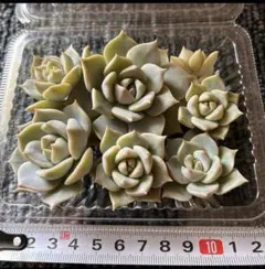 多肉植物 白牡丹 抜き苗 - メルカリ