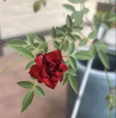 momomama様 リクエスト 2点 まとめ商品