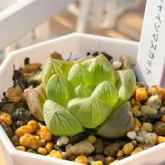 大人気 多肉植物 ハオルチア シャインマスカット 超美苗 レア種