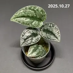 2025年最新】Scindapsusの人気アイテム - メルカリ