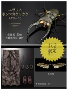 【オンライン版】いきもの大図鑑アドバンス　エラフスホソアカクワガタ（グリーン）