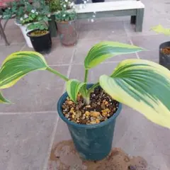 大型ホスタ サガエギボウシ株分け苗1芽⑨ - メルカリ