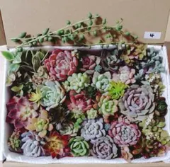 4.多肉植物　カット苗詰め合わせ　寄せ植えセット　韓国苗入り