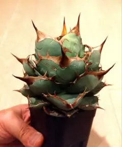 2026年最新】オテロイ実生の人気アイテム - メルカリ