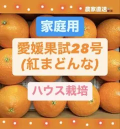 ⭐︎愛媛果試28号 ⭐︎紅まどんな ⭐︎農家直送 ⭐︎Mサイズ