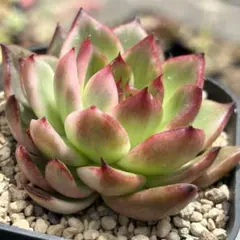 紅花ビット錦／ダウニー錦　多肉植物　エケベリア 美斑入り　新種 抜き苗 紅花ビット錦／ダウニー錦 多肉植物 エケベリア 美斑入り 新種 抜き苗