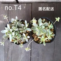 ✨子持ち睡蓮錦✨ ピンク斑  抜き苗 子持ち蓮華錦の基本情報・育て方｜多肉植物・サボテン図鑑