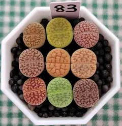 多肉植物リトープス/コノフィツム/メセン 大津絵 カラフルセット 土