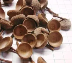 どんぐり【コナラ】大きな帽子 50個