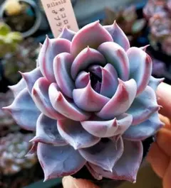 2026年最新】ブラックサバス 多肉の人気アイテム - メルカリ