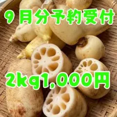 【9月発送予約】茨城県産 夏れんこん 2kg 1,000円✨企画外・家庭用」 9月発送予約】茨城県産 夏れんこん 2kg 1,000円✨企画外・家庭用