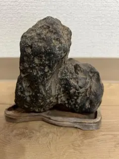 カニ　化石　博物館　地学　標本　甲殻類　勉強資料 カニ 化石 標本 甲殻類 地学 - メルカリ
