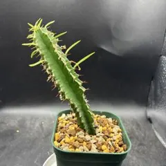 ユーフォルビア ムランジーナ 実生 木質化 - メルカリ
