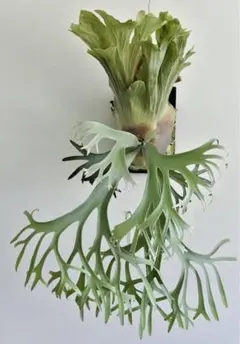 2025年最新】P.willinckii jennyの人気アイテム - メルカリ