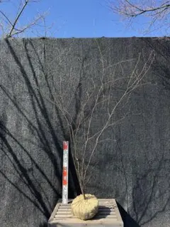 2026年最新】山採り もみじの人気アイテム - メルカリ