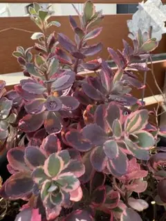多肉植物 トリカラー 抜き苗全て - メルカリ