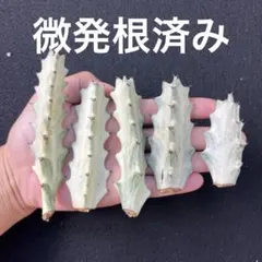 2025年最新】ユーフォルビアホワイトゴーストの人気アイテム - メルカリ