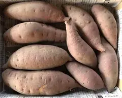 【農薬不使用】紅はるか　S〜Lサイズ　1.3〜1.4kg（箱込）11/4〜発送