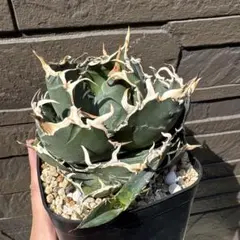 極上白鯨 抜き苗 極上白鯨 抜き苗 - メルカリ