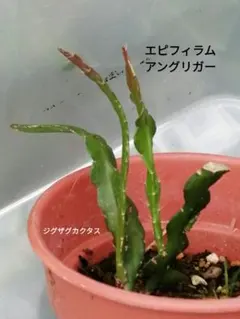 エピフィラムアングリガー　ジグザグカクタス　エピフィルムのサムネイル