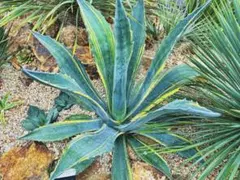 ☆*☆様 【希少/300円スタート】リップルエフェクト　子株　サルミアナ　フェロ 2025年最新】リップルエフェクトの人気アイテム - メルカリ