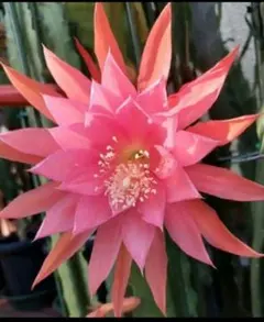 つる様 リクエスト 2点 まとめ商品