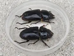 国産オオクワガタ♂標本 85.8mm - メルカリ