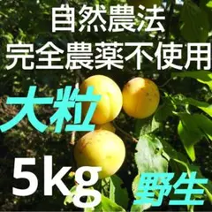 完熟直前！　完全農薬不使用(自然農法)　大粒手摘み梅　野生！　5kg 完熟直前！ 完全農薬不使用(自然農法) 大粒手摘み梅 野生！ 5kg - メルカリ