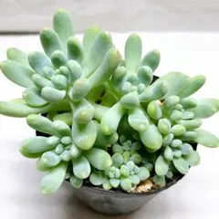 2025年最新】ケッセルリンギアナの人気アイテム - メルカリ