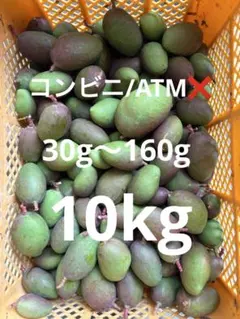 摘果マンゴー7.5kg 摘果マンゴー（青マンゴー） 沖縄 燦々マンゴー【公式通販2023
