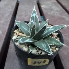 アガベ 笹の雪 超矮性！ / 安心の発根活着済み アガベ 笹の雪シリーズ | つべるふブログ 多肉生活 2021〜