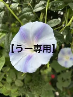 【うー専用】ハンドメイド チャーム