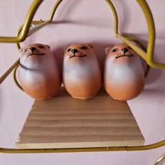 シバコ 5匹セット