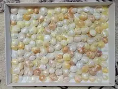 ナミマガシワ貝 (小) 300枚