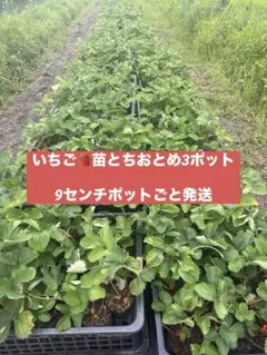 農家直送 とちおとめ 大粒いちご苗 5株セット - メルカリ
